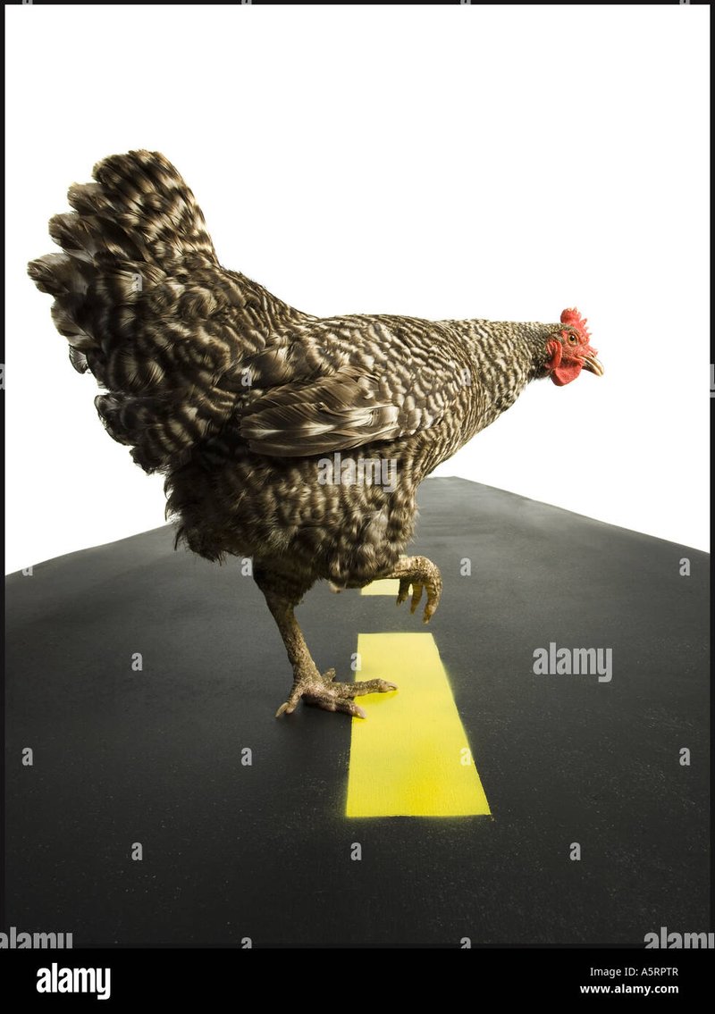 Guide to chicken road game