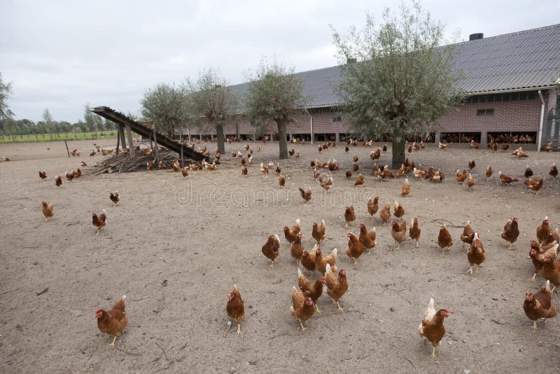Chicken road gokspel in Netherlands