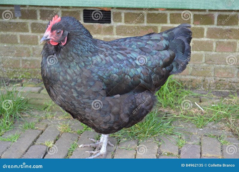 Netherlands - chicken road game