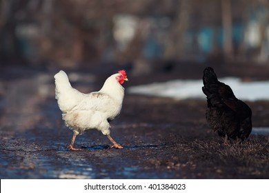 Germany - chicken road spiel casino